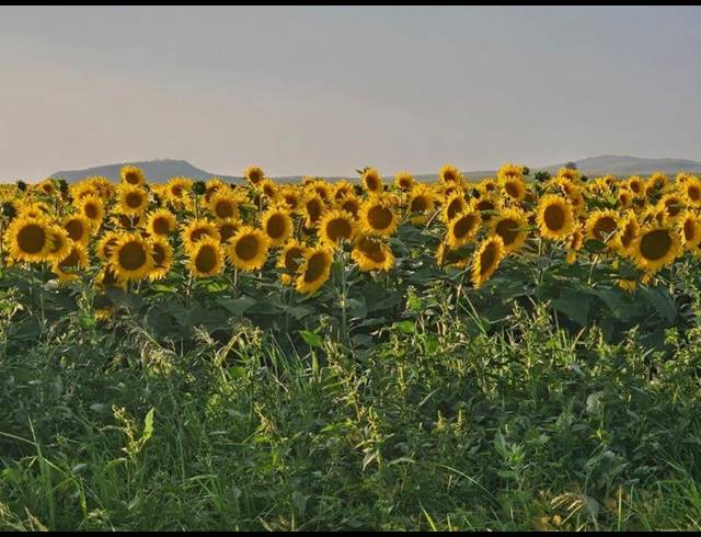 FARM FOR SALE IN BETHLEHEM RURAL